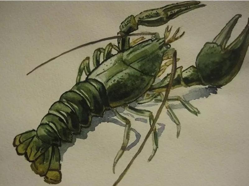 Как выглядит рисунок рака