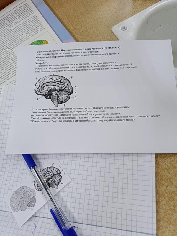 Строение и функции спинного мозга вывод. Лабораторная работа изучение головного мозга человека вывод. Лабораторная работа изучение головного мозга человека вывод. Спинной и головной мозг вывод. Головной мозг человека 8 класс биология.