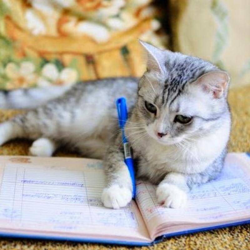 Учусь жизни у кота