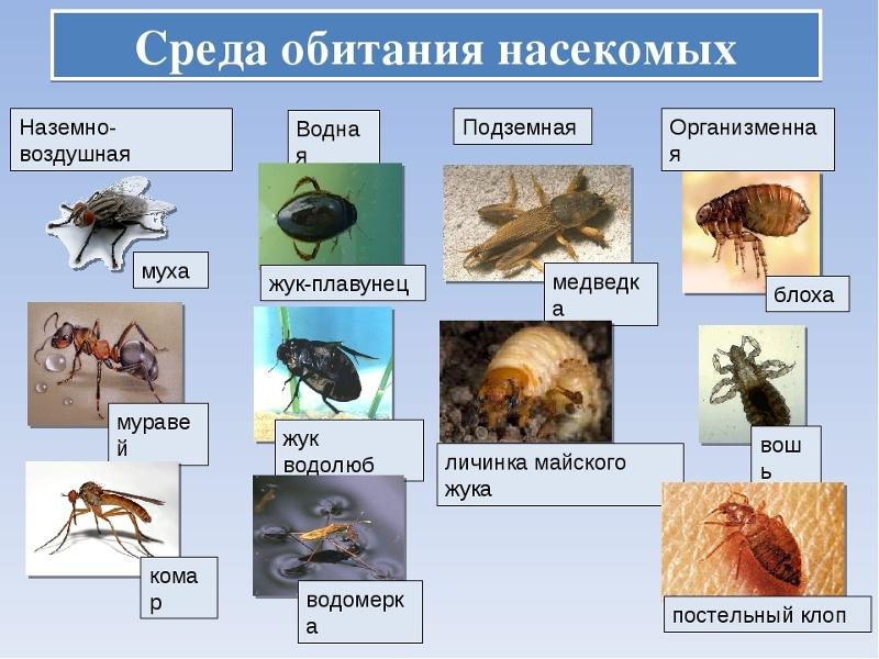 Какие насекомые есть примеры
