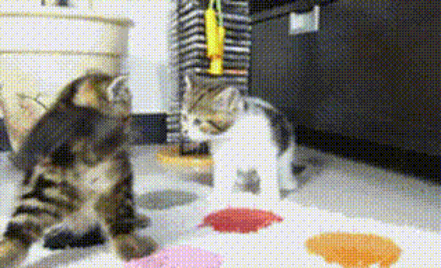 Котик платит. Кот движ. Кот в шоке. Табби кошка gif. Много котят.