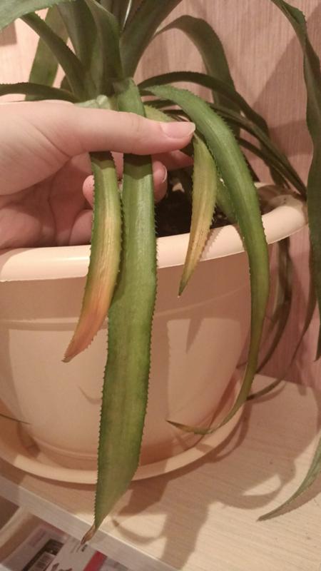 почему желтеют листья у ананаса. прорастить ананас. почему желтеют листья у ананаса. садим ананас. почему желтеют листья у ананаса.