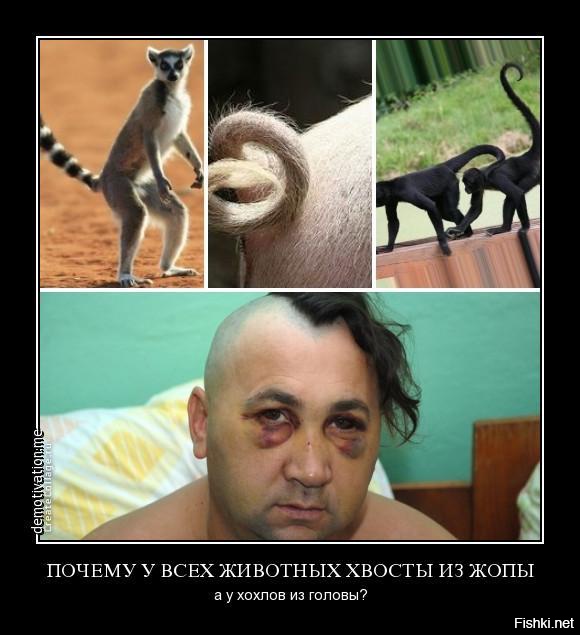Открытки, приколы в картинках про хохлов