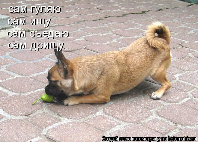 сам пью сам гуляю текст. черный кот на окне. гуляю сам. смешные коты картинки с надписями до слез. сам пью сам гуляю.