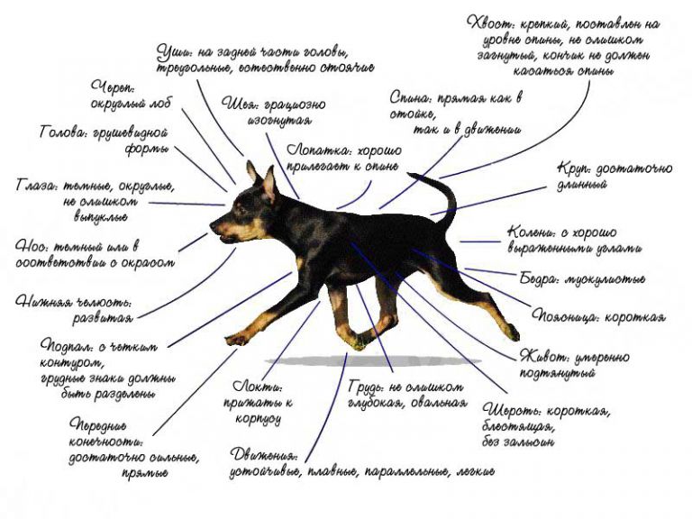 Проект скачать русский той терьер Ответы Mail.ru: Какая отличия между Пражским крысариком и Той-Терьером?
