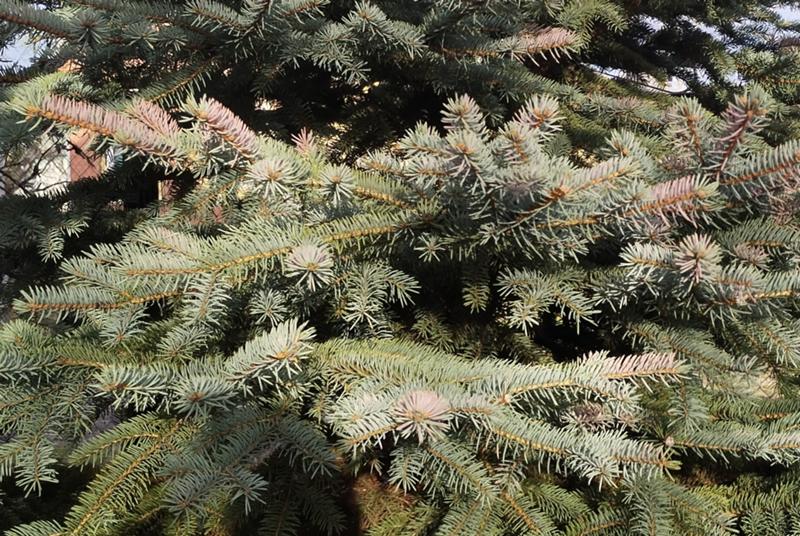 Ответы Mail: Голубая ель приобрела розовый окрас