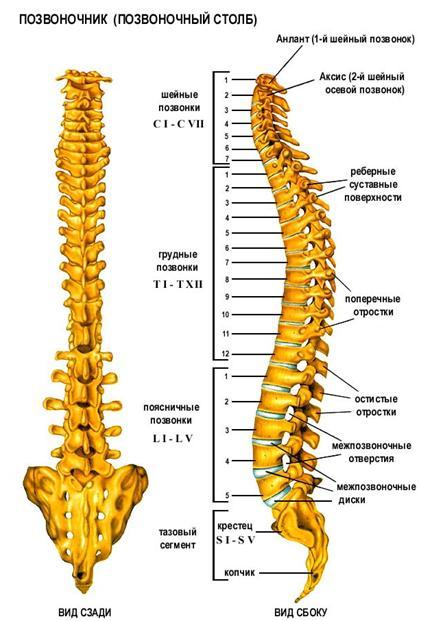 Спина поясница. S2 s3 позвонки крестцового отдела. Крестцово поясничный отдел кобчик. Анокопчиковый болевой синдром. Лечение копчика поясницы.
