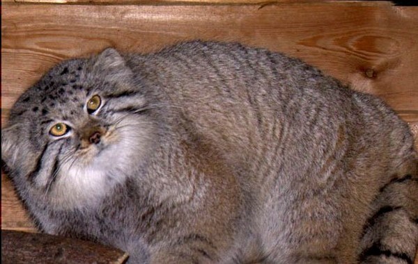 Ольга, 44 года, Скорпион, из г. Старый Оскол познакомится c целью Виртуальное об