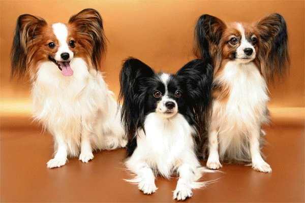 Papillon dog, Papillon dog puppy, Papillon puppy