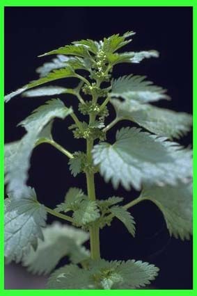 ГДЗ параграф 45 Биология 6 класс Пасечник. С ракушкой Гарантия хорошей оценки ✅