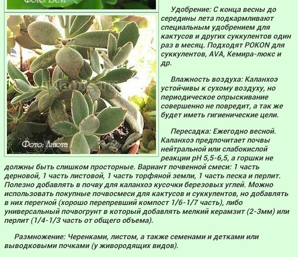 грунт для растений. готовый грунт для каланхоэ. грунт д/кактусов скорая помощь 2,5л "сзтк"(10/600). грунт земля матушка кактус-алоэ 3лит. почва для каланхоэ.