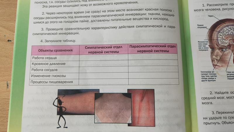 Штриховое раздражение кожи лабораторная работа. Сосуды кожи симпатическая и парасимпатическая. Штриховое раздражение кожи лабораторная работа. Поверхностные рефлексы. Штриховое раздражение кожи таблица.