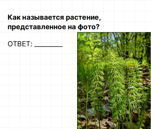 Ответы Mail: Как называется растение