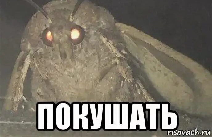 Плоти нологи