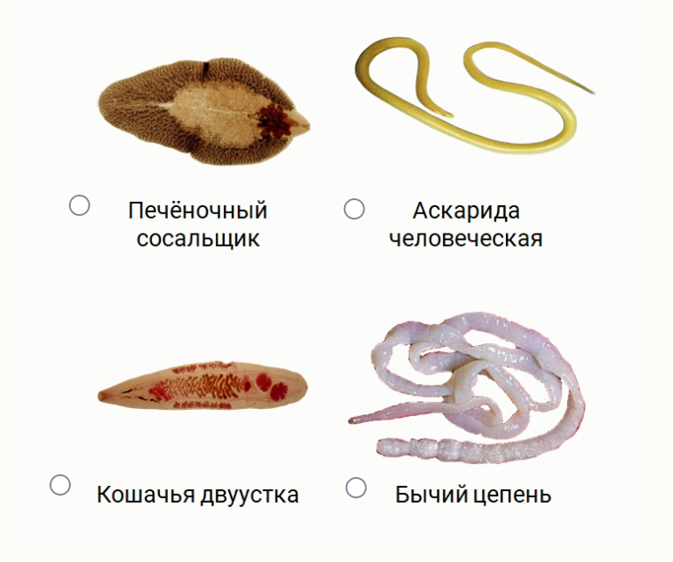 Паразиты паразитов называется. Какие паразиты в волге. паразиты какие формы. диктиокаулез промежуточный хозяин. паразиты у кошек какие бывают.