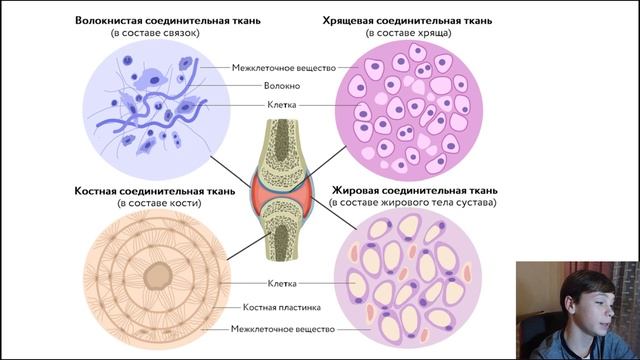 Вспомните характерные признаки животных тканей и определите, какая ...