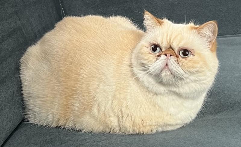 Формы государства тест. Тест по праву 10 класс. Тесты по обществу 9 класс. Тест по обществознанию. Общество тест.