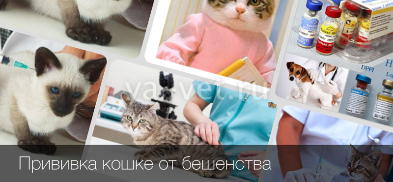Вакцинация собак и кошек фото. Вакцинация от бешенства собак и кошек. Какие прививки делают котятам в 2 месяца. Прививка от бешенства кошке надо ли делать. Сертификат о вакцинации против бешенства.