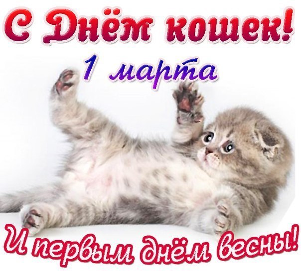 Красивые открытки ко дню кошек, картинки