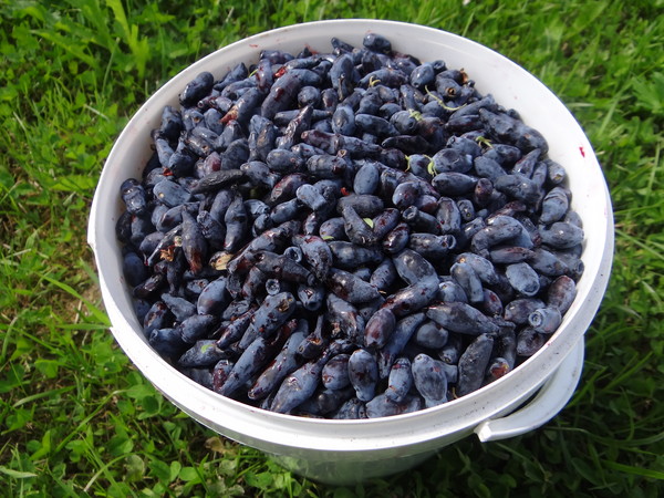 косточки смородины. косточки черной смородины. дикоросы жимолость. косточки крыжовника. кислица ягода дикая.