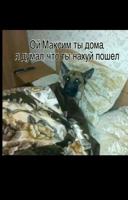 Ой максим ты дома мем собака