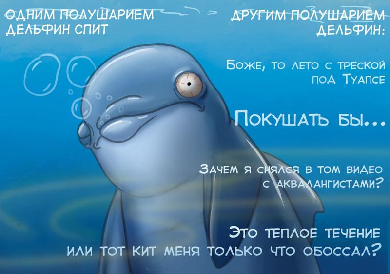 Картинка с дельфинами мем