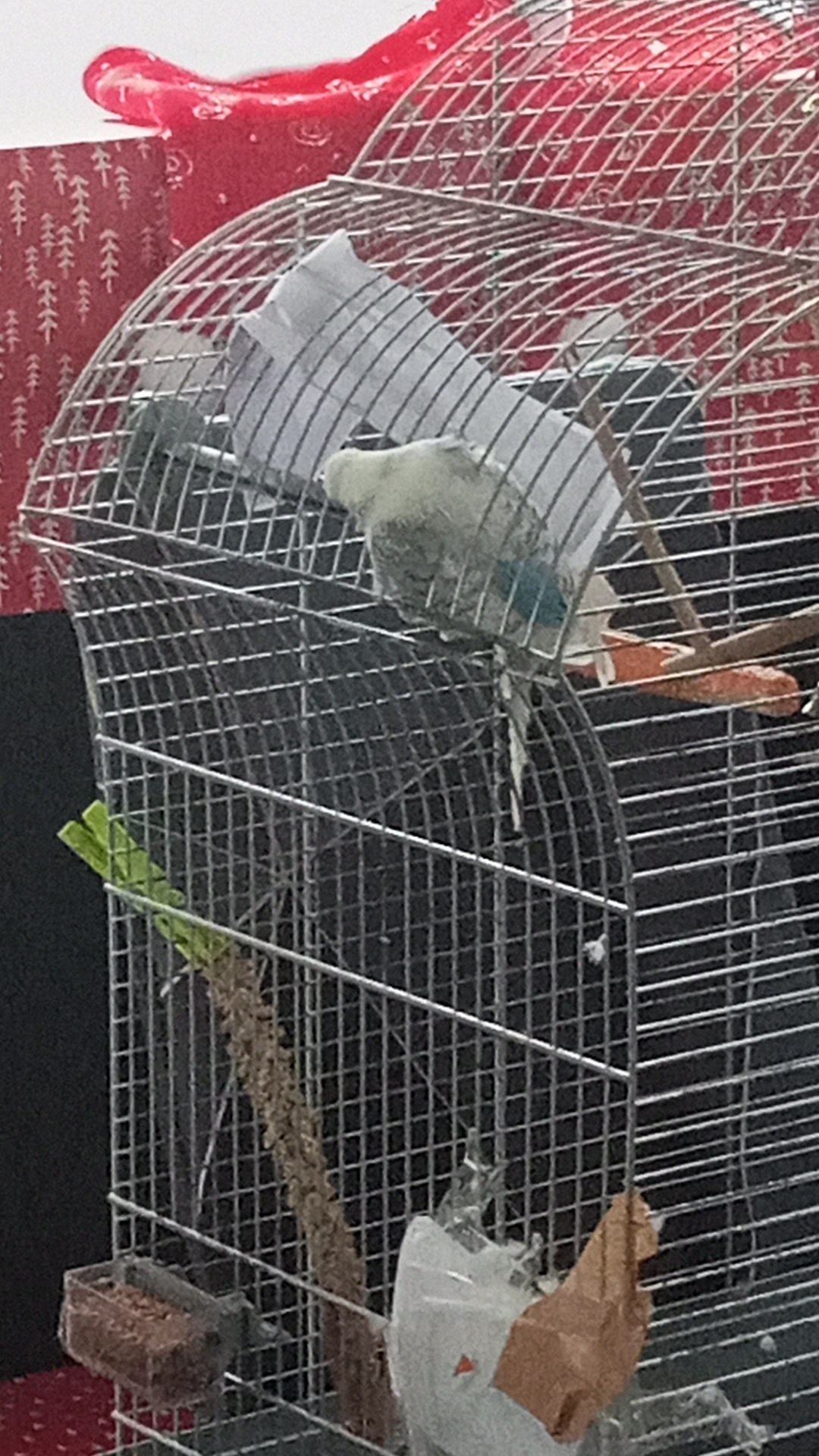 Мас орыс балапаны попуга алады