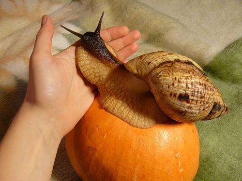 Кальций для улиток. Улитки ахатины. Брюхоногие моллюски еда. Виноградная улитка приготовление. Улитка на арбузе.