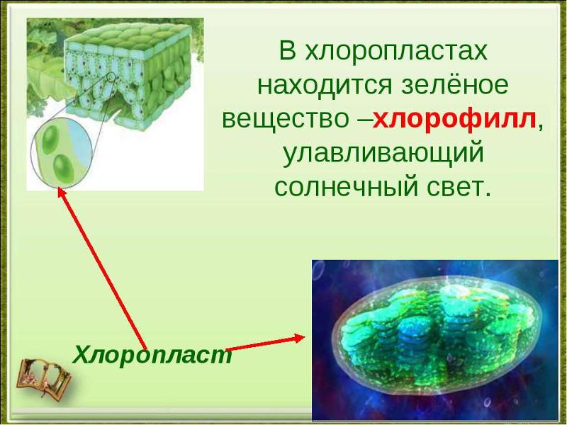 Что такое: хлорофил, хлоропласты и фотосинтез? Скажите пожалуйста ...