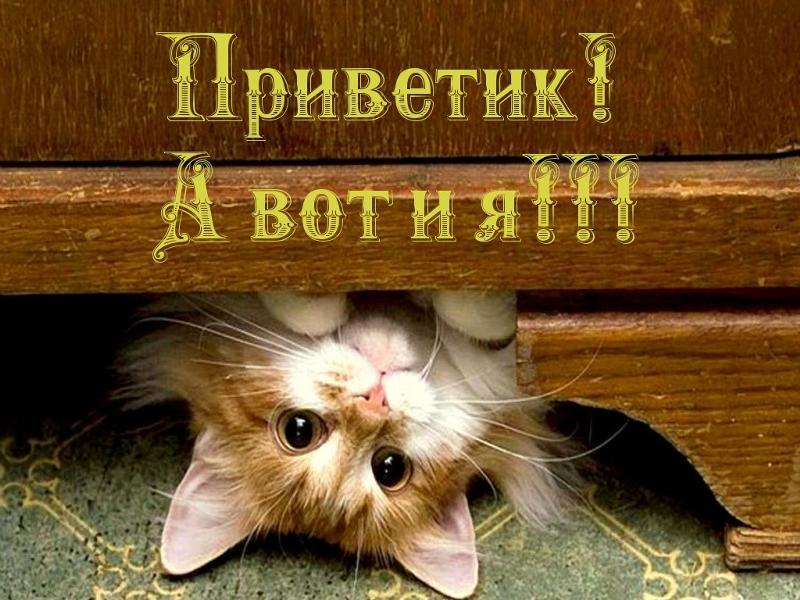 Привет как дела картинка с надписью