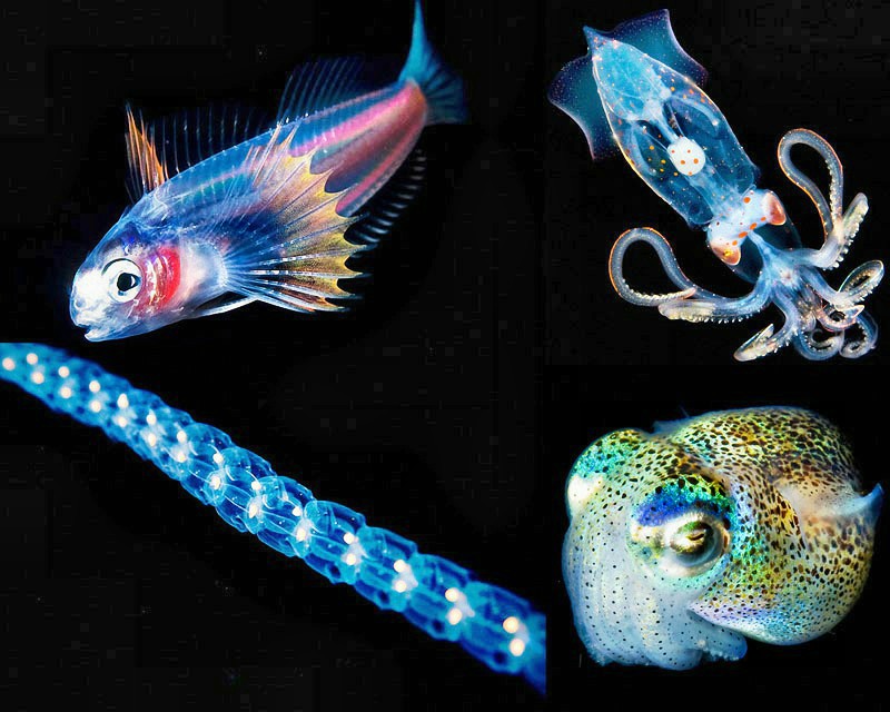 неон, рыбки Glow fish, Animals, Pictures of the week