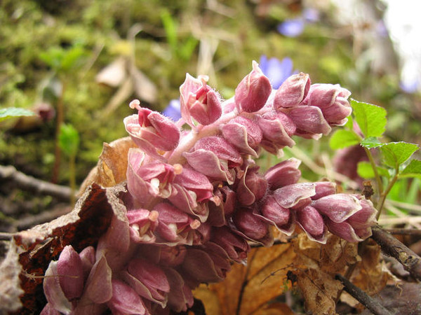 Петров крест, или чешуйник, или потаённица,.. Грибы:Грибные войска Беларуси ВКон