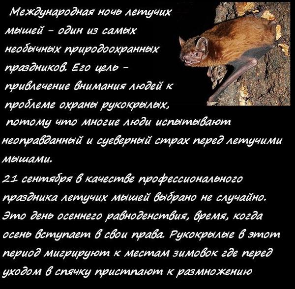 Открытки с ночью летучих мышей
