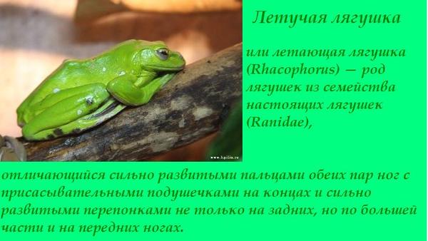 разница и сходство лягушки и жабы. жаба и лягушка отличия.
