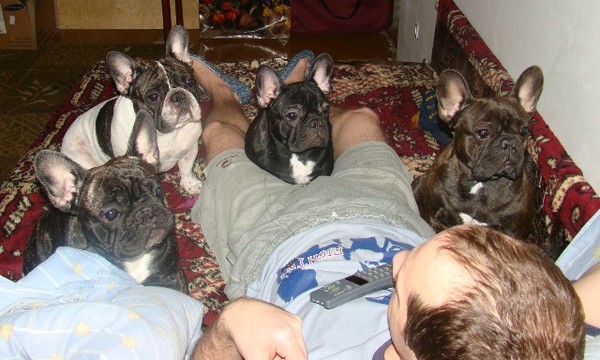 французские бульдоги спариваются. французские бульдоги спариваются. течка у собак французского бульдога. французский бульдог сука. течка у французского бульдога петля.
