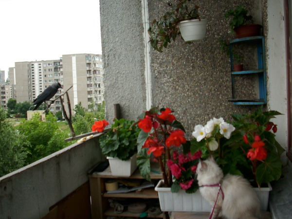 Ответы@mail.ru: скоро весна, лето... какие цветы садите на б.