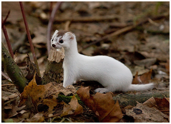 Презентация "Животный мир Крыма"