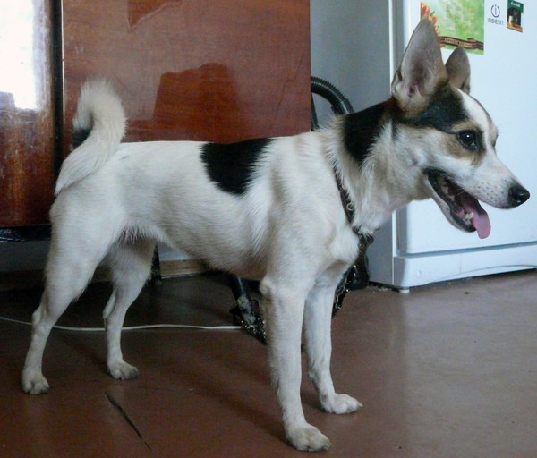 собака 25 см в холке. собака 60 см в холке. собаки в холке до 40. метиз лайки и бульдога. собака 35 см в холке.