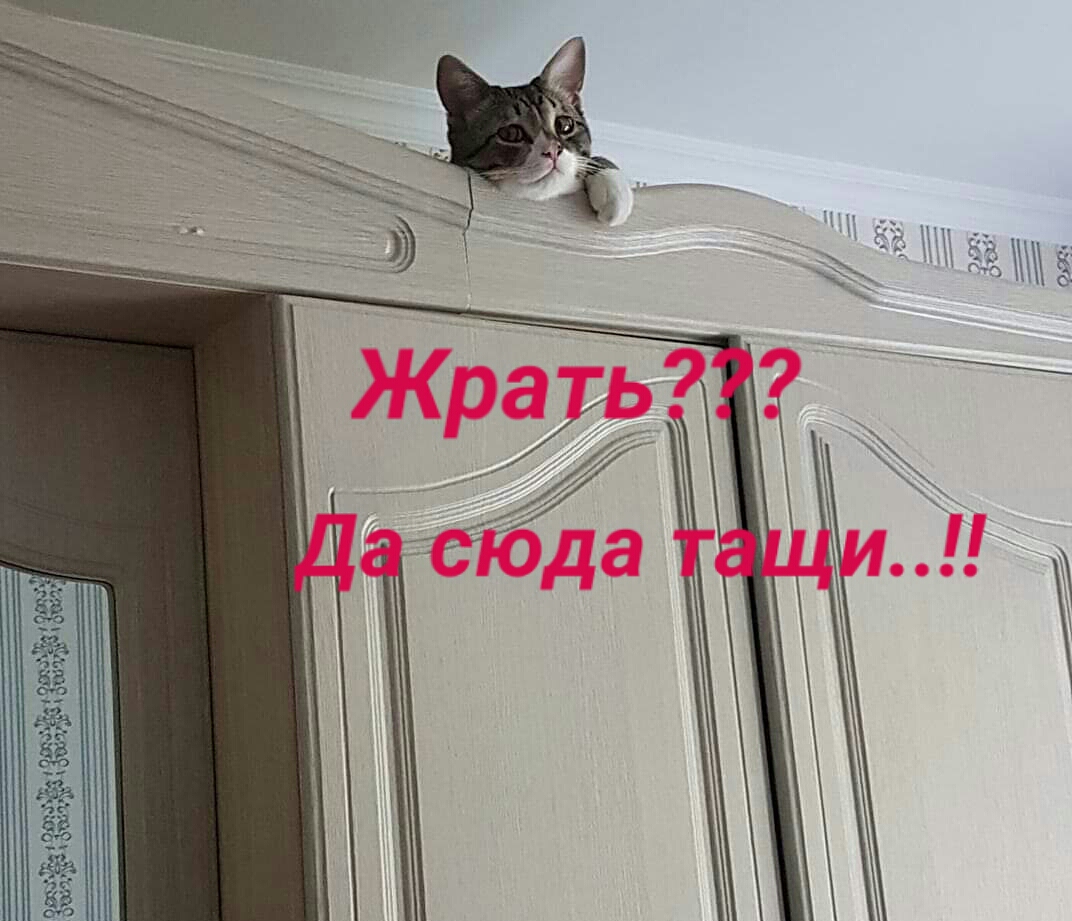 Ответы Mail: А вы любите доширак- квисти?