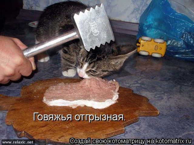 Россиянина приговорили К ТРЁМ ГОДАМ колонии-поселения за убийство кота Справедли