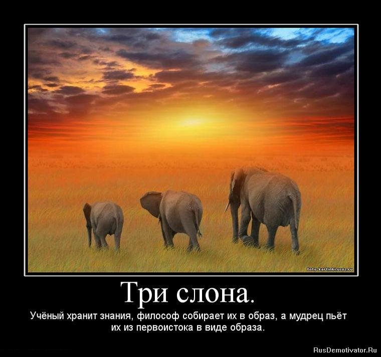 слоны ничего не забывают