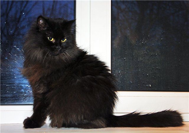 Черная сибирская кошка