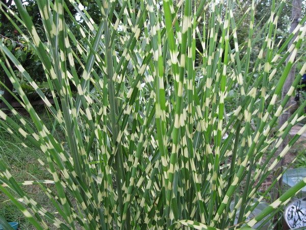 Тростник в пруду. Камыш табернемонтана. Камыш озерный зебринус. Цветы похожие на камыш. Цветы похожие на камыш.