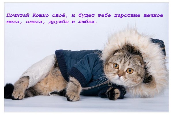 Смех и мех слова. Красивые шубы. Смех мех. Звезды в меховых шапках. Слово например.