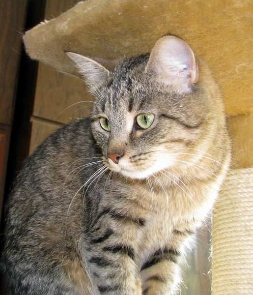 Метис абиссинской кошки. Кошки дворовые метисы. Бенгальский кот метис полосатый. Кот метис полосатый. Метис кошка.