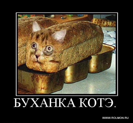 Мем кот с хлебом