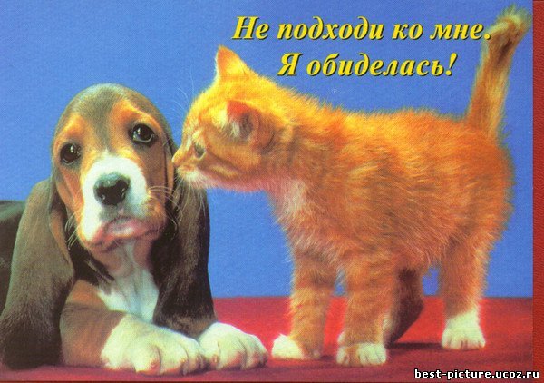 Виде поздравлений, открытки вы обиделись