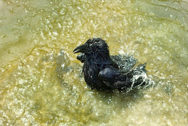 Ворона купается в луже. Мокрая ворона. Ворона купается. Мокрая ворона. Две серые вороны.