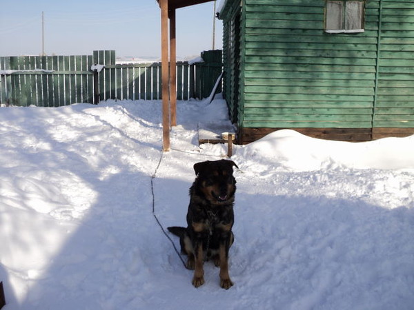 щенок овчарки зимой. зимний пейзаж с собакой. варгас из белого яра немецкая овчарка. немецкая овчарка зима. баварская овчарка shepherd.