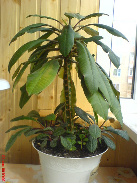 молочай беложильчатый (обезьянья пальма). молочай гребенчатый беложильчатый. молочай беложильчатый. хавортия извилистая. драцена пальмовидная.